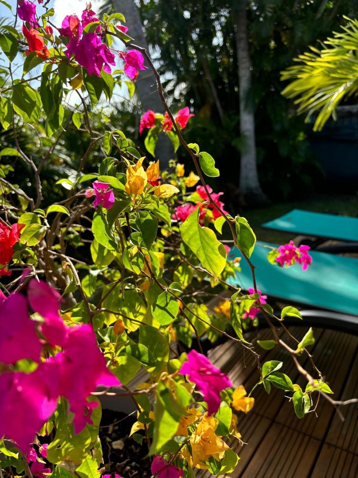 Le Petit Havre Tropical Guadeloupe, Gite, Massages & Spa 圣弗朗索瓦 外观 照片