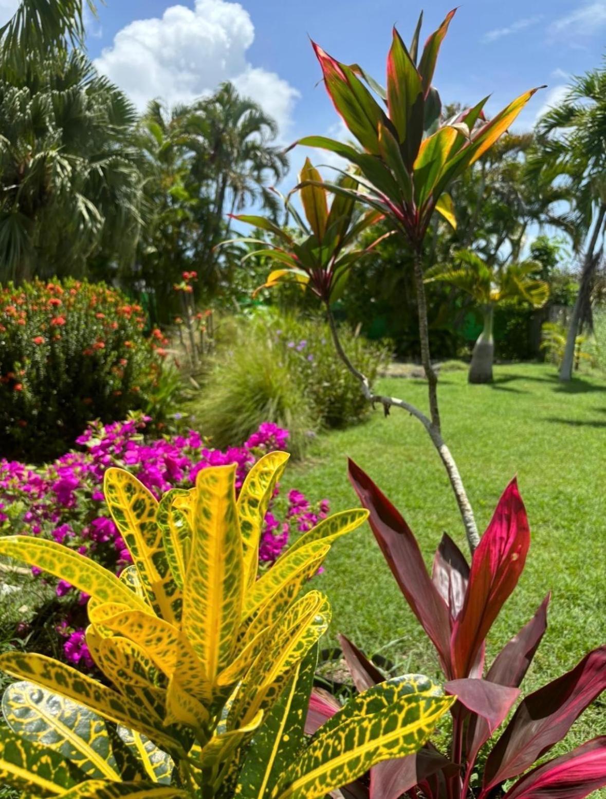 Le Petit Havre Tropical Guadeloupe, Gite, Massages & Spa 圣弗朗索瓦 外观 照片