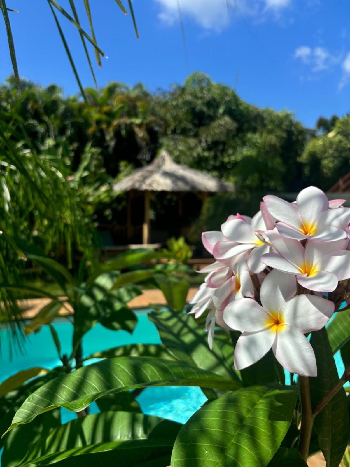 Le Petit Havre Tropical Guadeloupe, Gite, Massages & Spa 圣弗朗索瓦 外观 照片